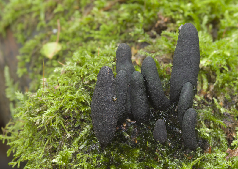 Xylaria longipes